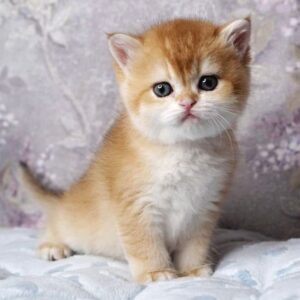 golden british shorthair