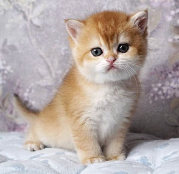 golden british shorthair